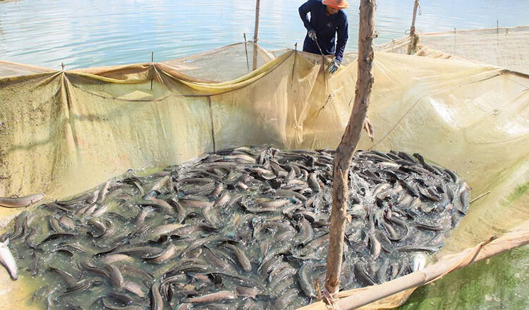 Govt encourages fish farming to boost economy, exports